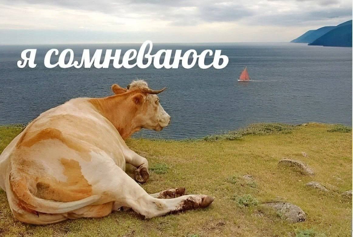 Корова у моря