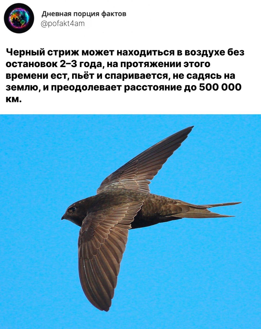 Стриж в полете