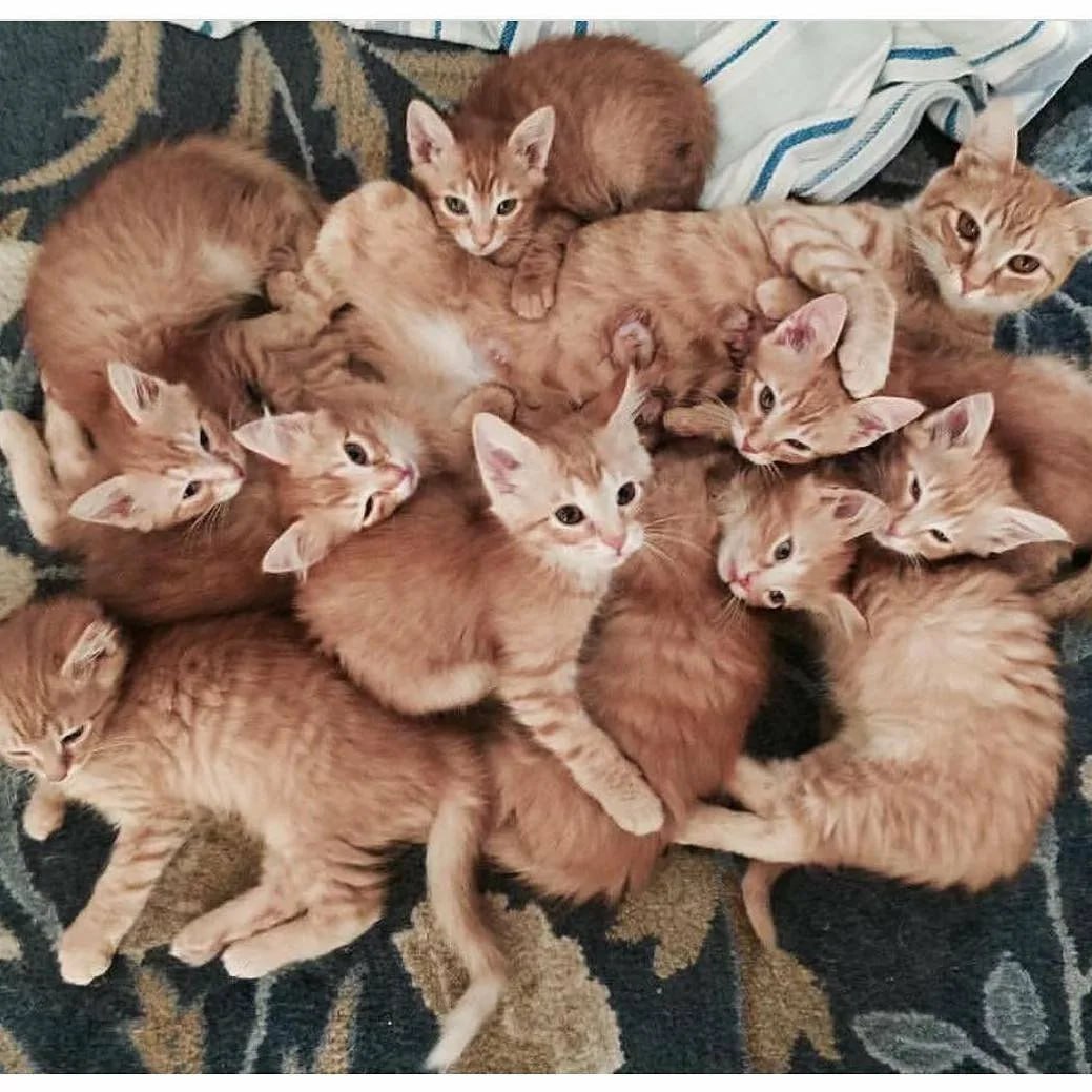 Много котят
