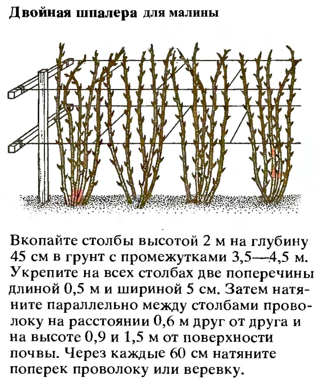 Когда пересадить ежевику на другое место. Шпалерный метод подвязки малины. Подвязка ремонтантной малины. Посадка малины ремонтантной осенью. Ежемалина подвязка к шпалере.