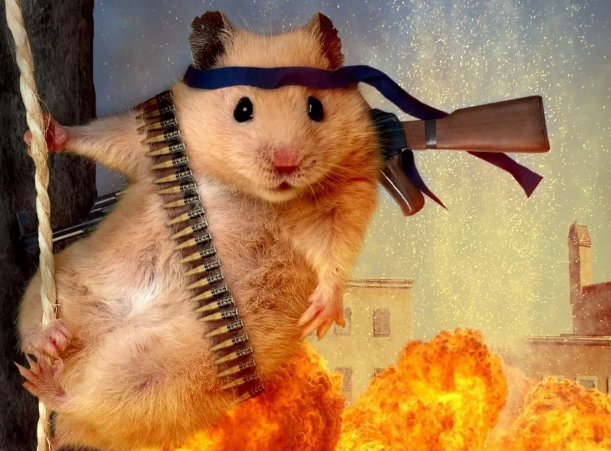 Милые хомячки. Смешные хомяки. Самые крутые хомяки. Милый хомяк. Самые красивые хомячки.