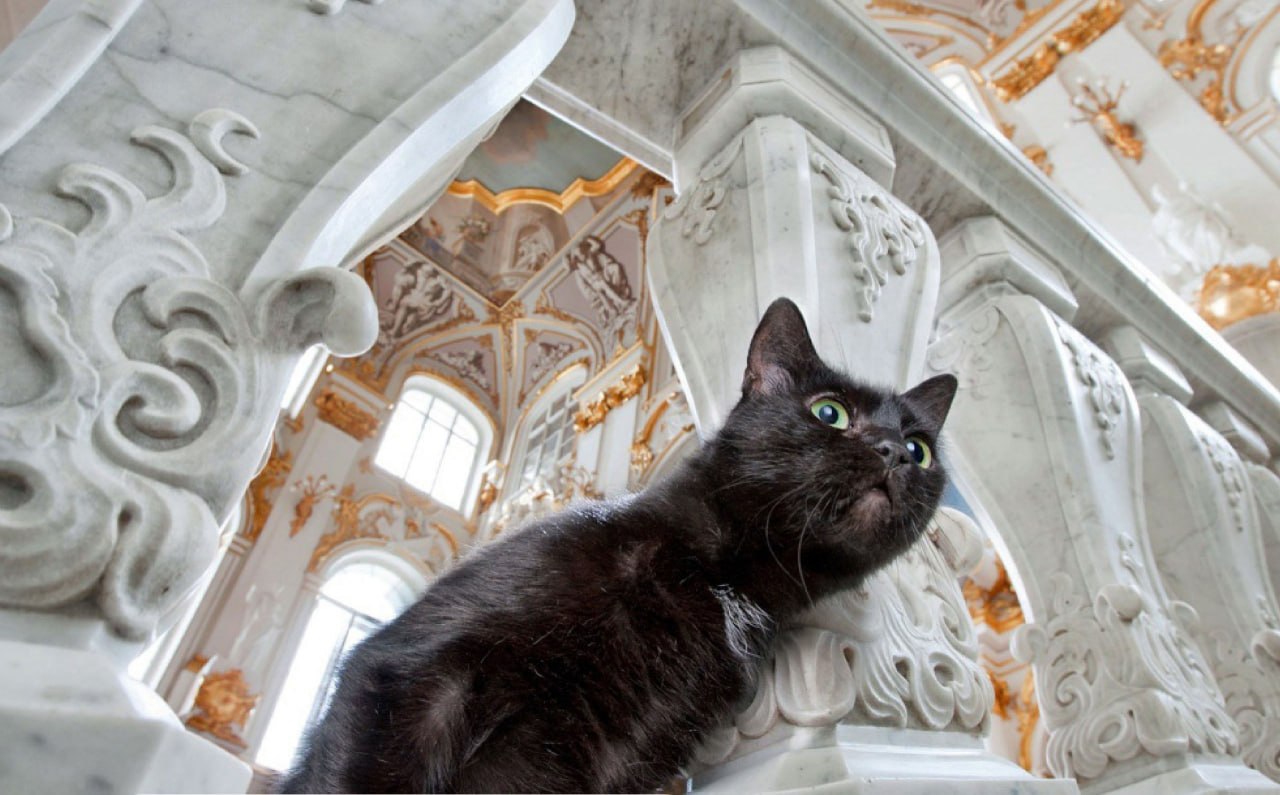 Коты Эрмитажа Купить Билет В Ставрополе