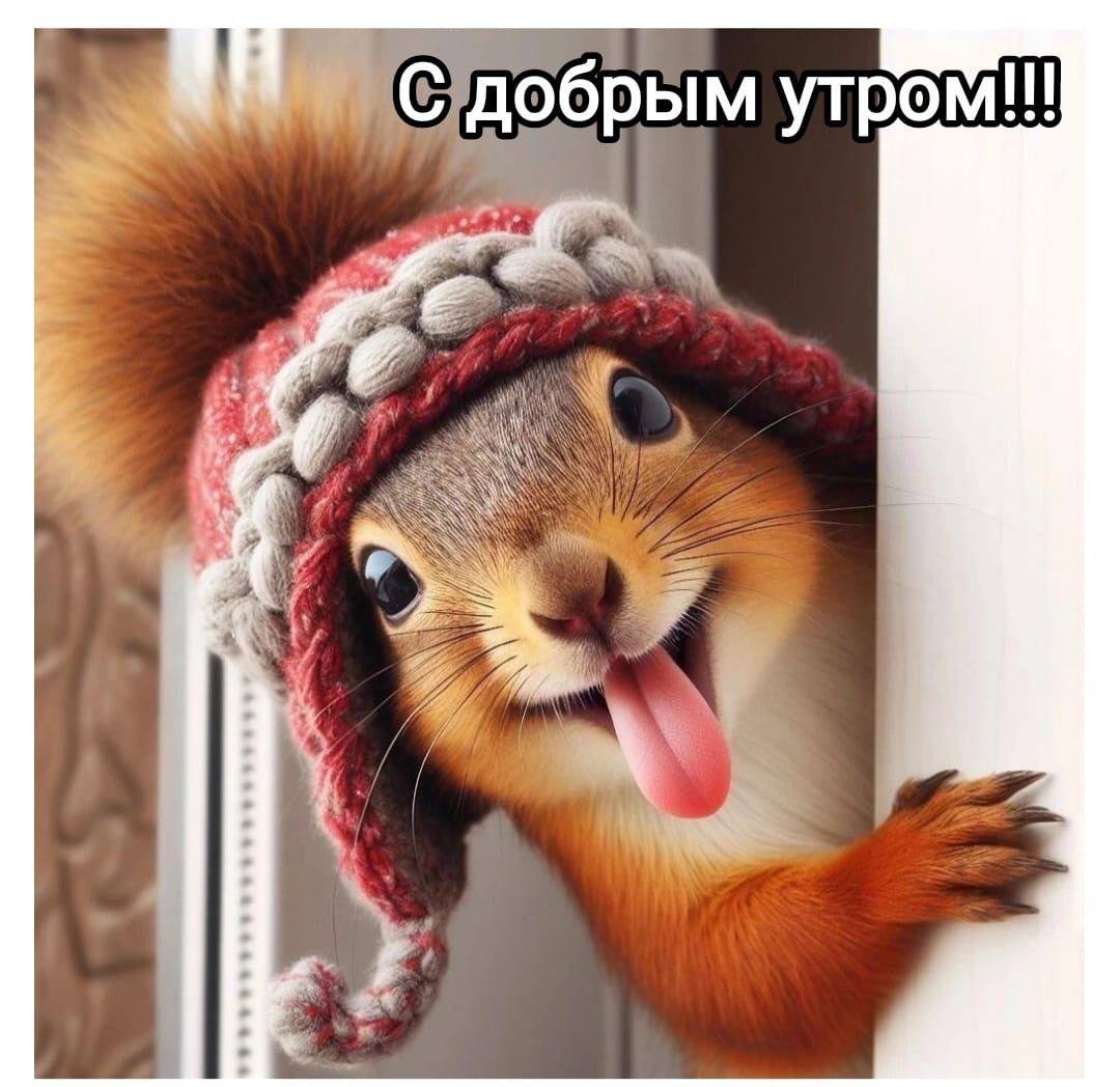 Белочка доброе утро картинки