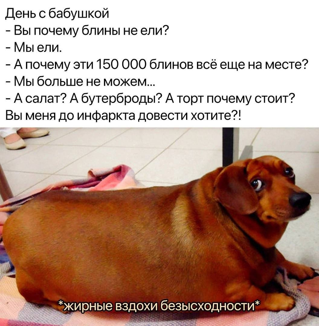 Толстая такса мем