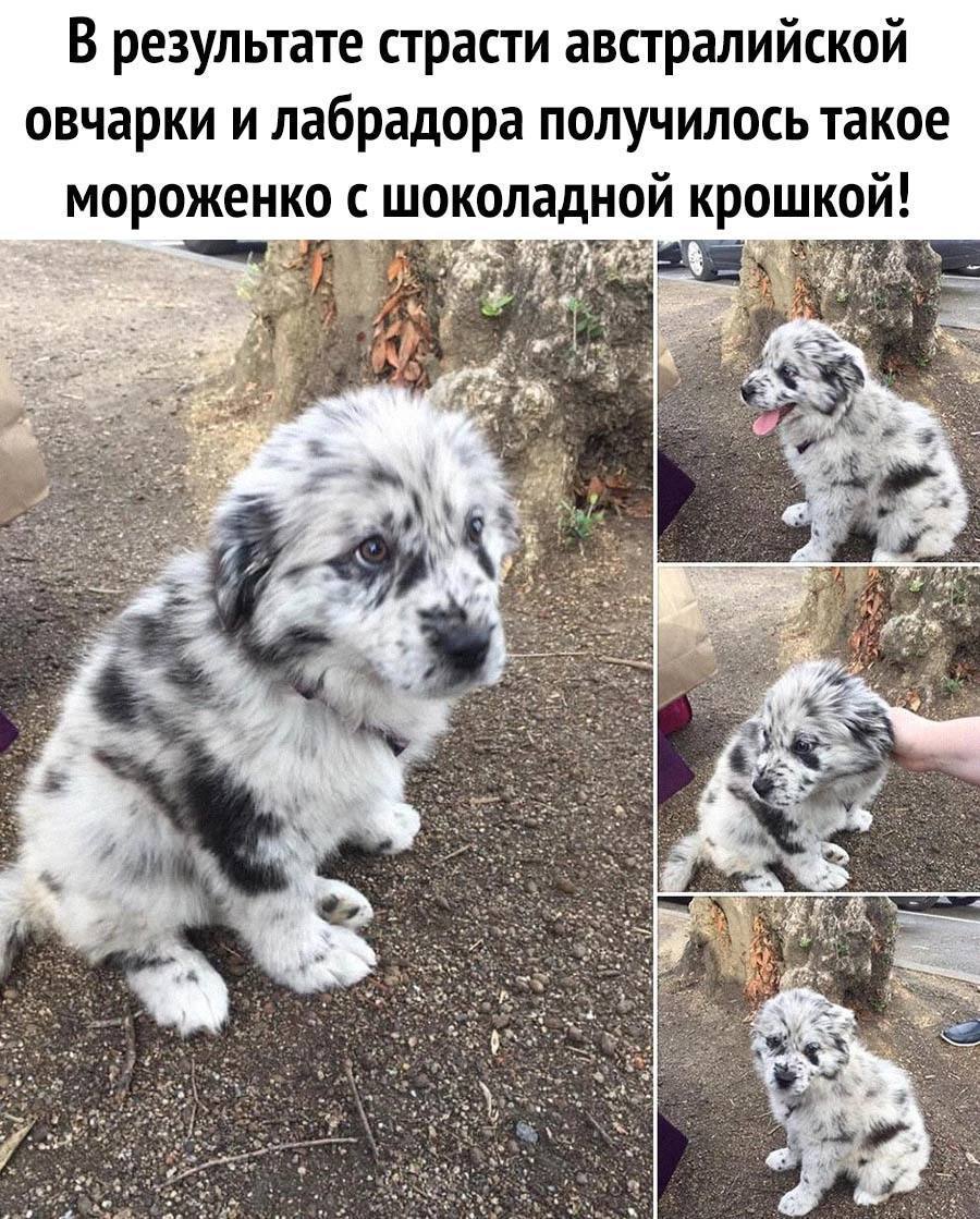 Смесь пуделя и немецкой овчарки