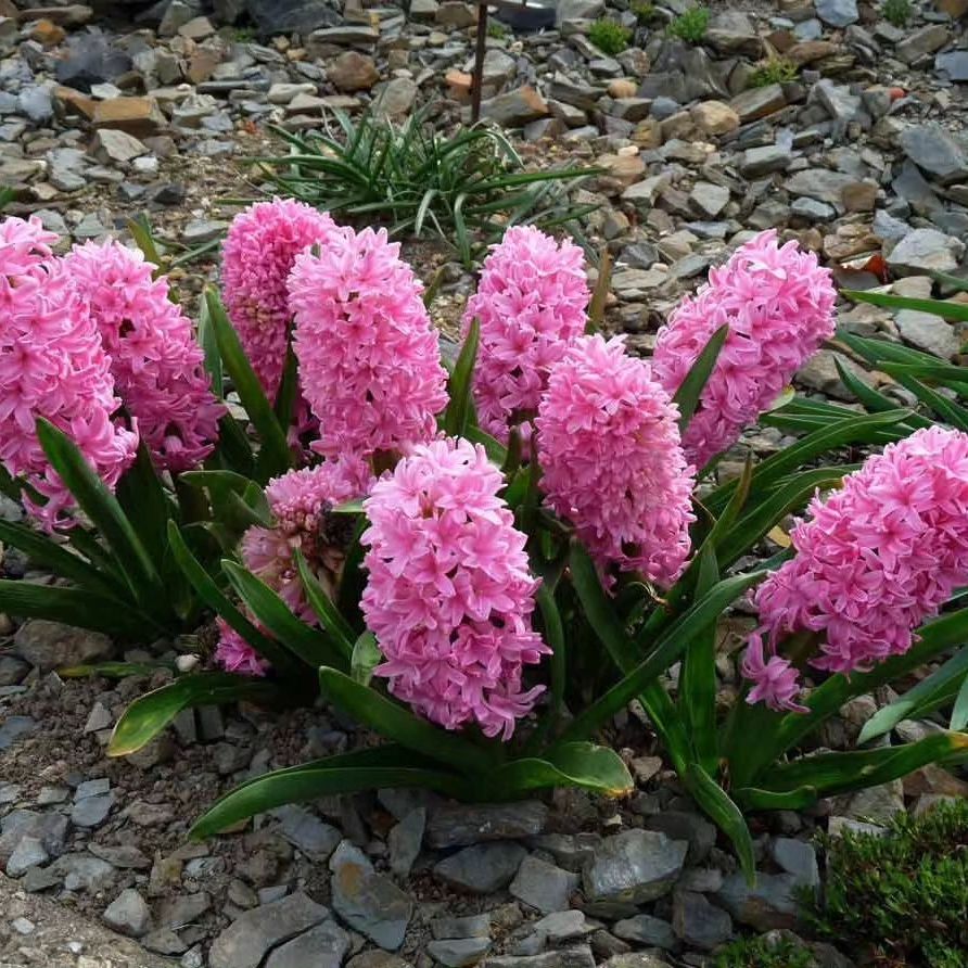 Telegram-канал \"Участок своими руками\" — 3IcZibkv65QxNTBi — TGStat