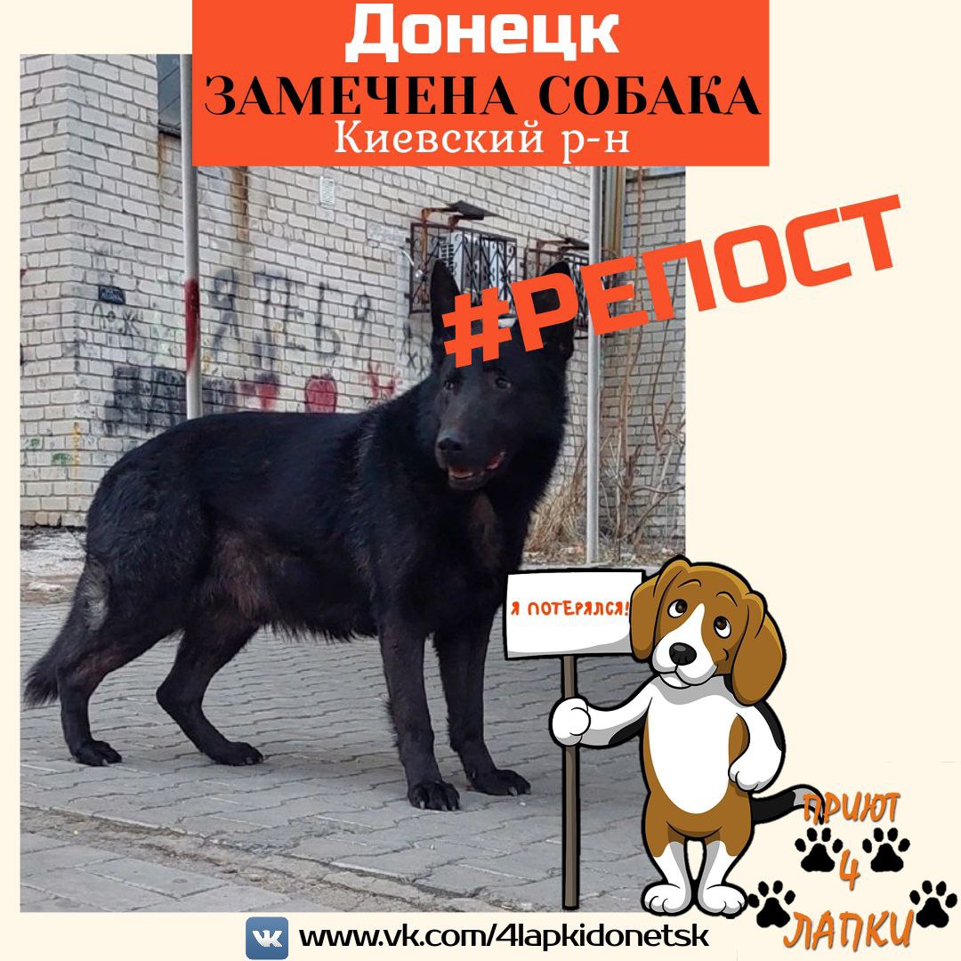 Донецкий приют 🐾 4 лапки 🐾