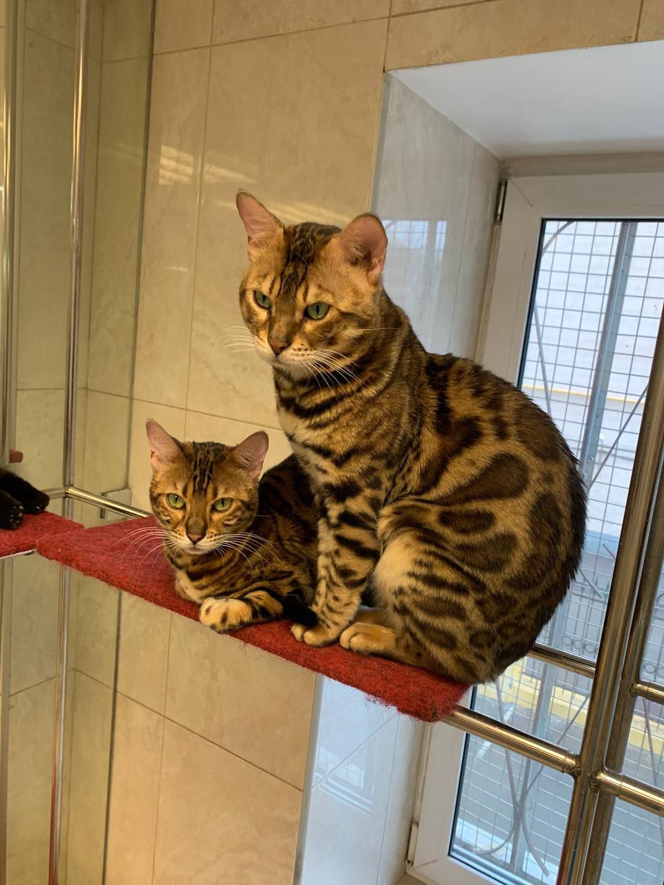 Публикация #798 — Зоопсихолог Светлана Капустина (@zoopsicholog)