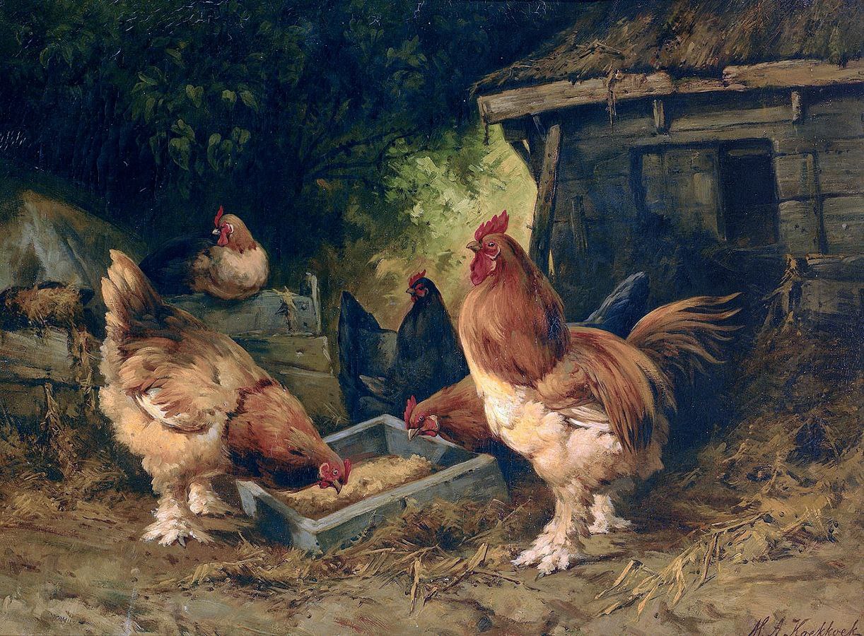 Картинки с курами